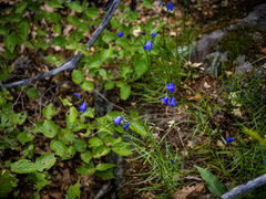Campanula rotundifolia
