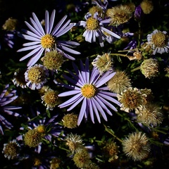 Aster alpinus