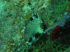 Lactophrys triqueter