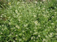 Calepina irregularis