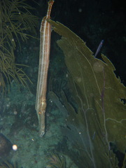 Aulostomus maculatus