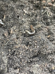 Cylindroiulus caeruleocinctus