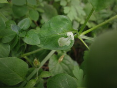 Scaptomyza graminum