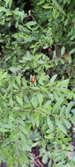 Coccinella transversalis