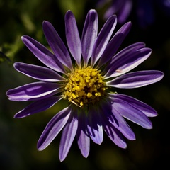 Aster alpinus