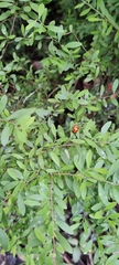 Coccinella transversalis