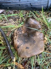 Hohenbuehelia petaloides