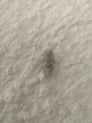 Tortricoidea