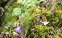 Campanula petiolata