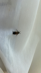 Nicrophorus tomentosus