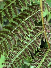 Athyrium angustum