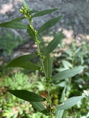 Solidago caesia