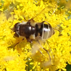 Eristalis dimidiata