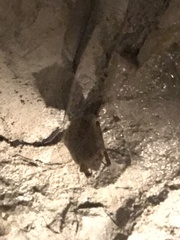 Perimyotis subflavus