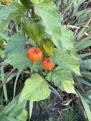 Alkekengi officinarum