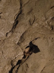 Perimyotis subflavus