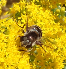 Eristalis dimidiata