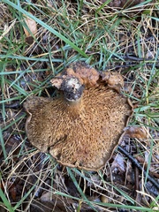 Hohenbuehelia petaloides