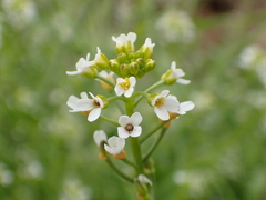 Calepina irregularis