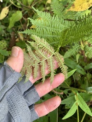 Athyrium angustum