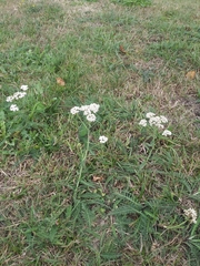 Achillea millefolium