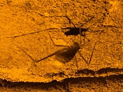 Hadenoecus subterraneus