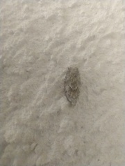 Tortricoidea