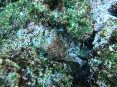 Asteropsis carinifera