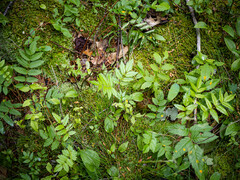Sorbus decora