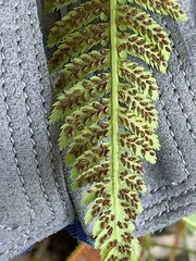 Athyrium angustum