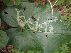 Phytomyza lappae