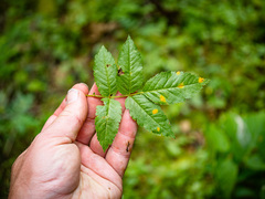 Sorbus decora