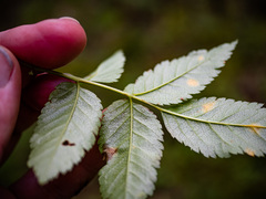 Sorbus decora