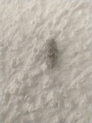 Tortricoidea