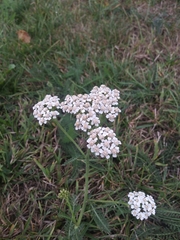 Achillea millefolium