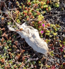 Bubo scandiacus