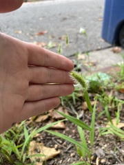 Setaria verticillata