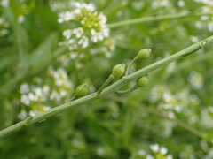 Calepina irregularis