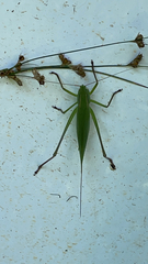 Neoconocephalus retusus