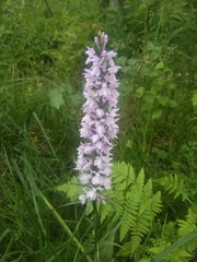 Dactylorhiza