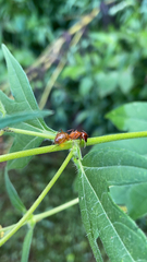 Camponotus castaneus