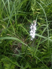 Dactylorhiza