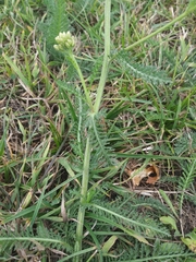 Achillea millefolium