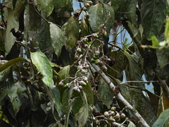 Lauraceae