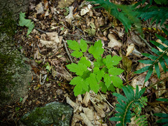 Actaea
