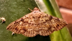 Anticarsia gemmatalis