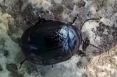 Chrysolina oricalcia