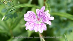 Geranium wlassovianum