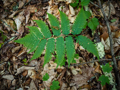 Dryopteris goldieana