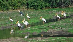 Mycteria ibis
